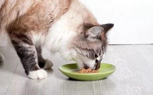 娱乐吃瓜猫咪视频大全,猫咪吃瓜视频大盘点