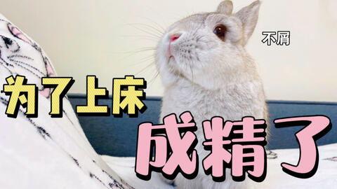 吃瓜娱乐八卦兔,揭秘娱乐圈幕后故事，带你领略网络文化盛宴