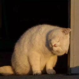 娱乐吃瓜酱猫猫,吃瓜猫猫的奇幻人生与娱乐圈的狗血故事