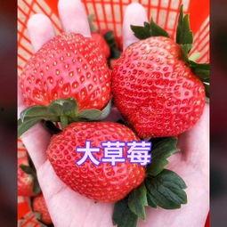 草莓娱乐吃瓜酱