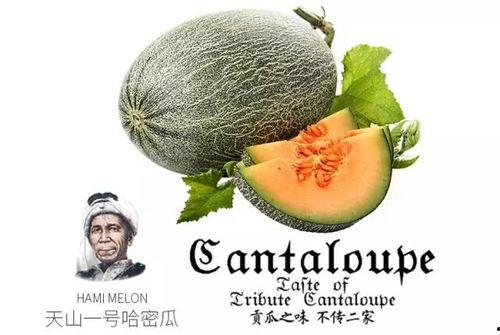 娱乐吃瓜项目推荐,那些你不知道的幕后吃瓜故事